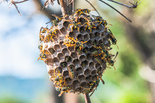Wasp Hive On A Thin Branch