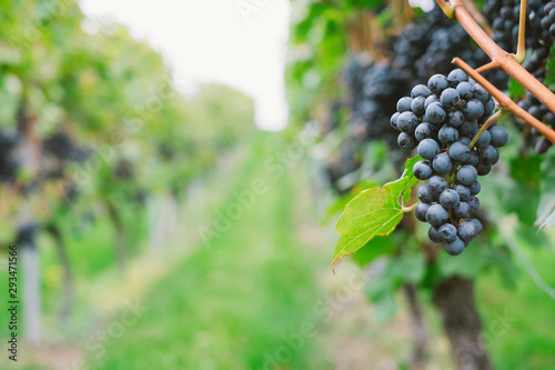 Dekoracja na wymiar  kepy-czerwonych-winogron-trollinger-dojrzewaja-na-lisciastych-winoroslach-w-niemieckiej-winnicy-w-badenii-wirtembergii