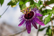 Passion flower Monika Fischer (Passiflora hybrid) closeup