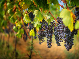 vineyard with green leaves on farm field