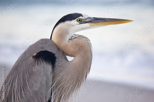 Cuadros en Lienzo great blue heron close-up on beach