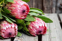 Close Up Of Three Protea Flower Stalks On A Rustic Wooden Table