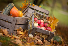 Autumn Decor In The Garden. Pumpkins, Vegetable Marrow  And Red Apples Lying In Wooden Box On Autumn Background.  Autumn Time. Thanksgiving Day.