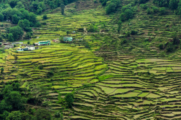 Terrace rice fields near Chopta,Uttarakhand,India