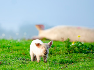 Wall Mural - Organic piglet is standing in front of the sleeping mother