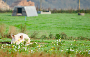 Wall Mural - Organic pig is laying in the grass and flowers on the organic farm