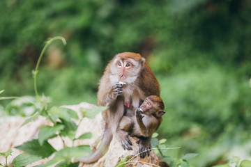 Wall Mural - Macaque family in the jungle, in Thailand.