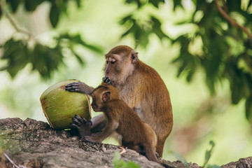 Wall Mural - Macaque family in the jungle, in Thailand.