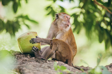 Wall Mural - Macaque family in the jungle, in Thailand.