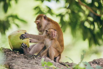 Wall Mural - Macaque family in the jungle, in Thailand.