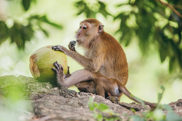 Wall Mural - Macaque family in the jungle, in Thailand.