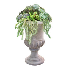 Wall Mural - Vintage Style Stoneware Pedestal Planter with Arrangement of Succulent Plants Isolated on White Background