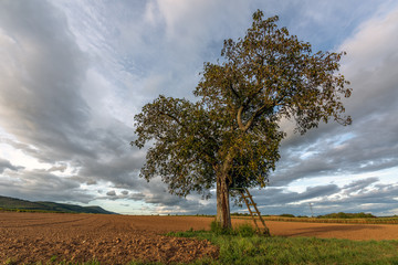 Canvas Print - Champ dans la plaine d'Alsace