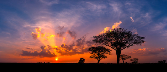 panorama silhouette tree in africa with sunset.tree silhouetted against a setting sun.dark tree on o