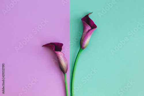 Fotografía Beautiful violet calla lilies on turquoise and violet background
