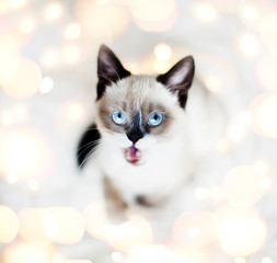 Wall Mural - Surprised kitten in Christmas lights