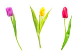 Fototapeta Tulipany - Colorful tulip flowers isolated on white background. Purple, red an yellow tulips. Mothersday or spring concept.