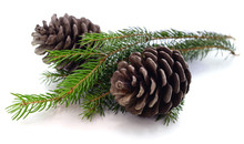 Two Pine Cones.