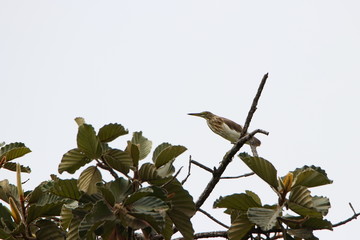 Heron on tree