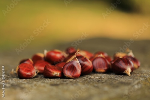 Fotografía Castagne su di un sasso con sfondo autunnale sfocato