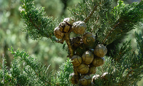 Fotografía Close-up of round cones seeds on branch of Mediterranean cypress against sun on blurred spring green bokeh