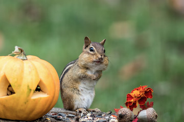 Canvas Print - Adorable Eastern Chipmunk (Tamias Striatus) gathers seeds in fall next to pumpkin