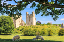 View Of Helmsley Castle In North Yorkshire With Sheep Grazing On The Pastures On A Summers Day. 
