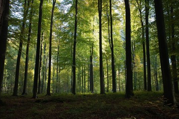 Wall Mural - high green trees in the forest with the sun rays in brussels