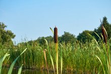 Summer Reeds On The Pond