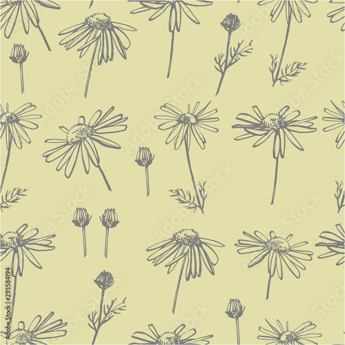 Chamomile or daisy flower. Botanical illustration. Good for cosmetics, medici...