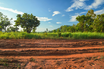 Wall Mural - Dirt roadside view with the meadow