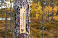 The Thermometer On The Background Of Autumn Trees. Cold Autumn Day.