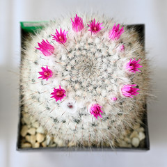 Poster - Pink flowers on cactus growing in a pot.