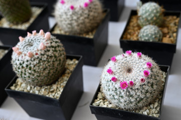 Canvas Print - Pink flowers on cactus growing in a pot.