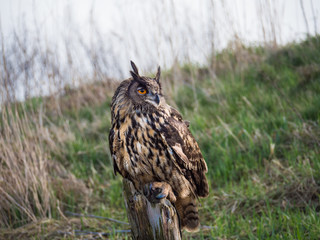 Eurasian Eagle Owl perched on a tree trunk