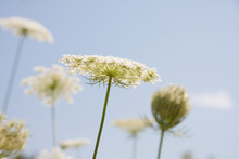 White Flowering Umbels And Buds Of Wild Carrot Against A Bright Blue Sky In A White Bloom Meadow Of Daucus Carota