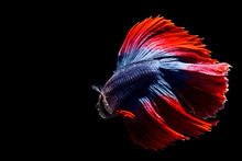 Red Blue Multicolour Doubletail Halfmoon Betta Fish In Black 