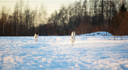 Two dogs at walk on snow a the winter field