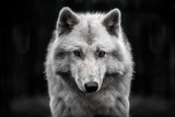 Portrait of polar wolf handsome young male.