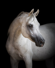 Wall Mural - Portrait of a beautiful white Arabian horse looks back on black background