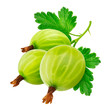 Green gooseberry with leaves isolated on white background