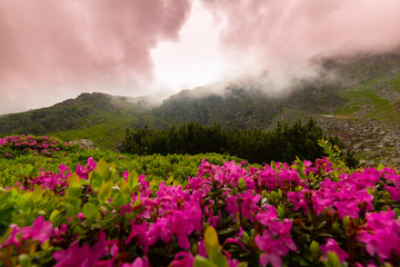 Wall Mural - Mountain scenery in the Transylvanian Alps in summer, with mist and rain clouds