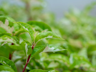 green leaves on soft focus for background