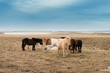 Herd of Icelandic Horses grazing