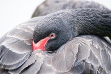 Close Up Of A Sleepy Black Swan
