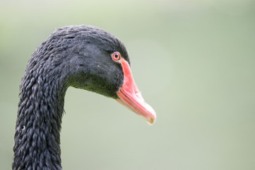 Wall Mural - portrait of a black swan