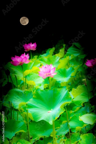 月と蓮 美しく月の光を浴びて輝く花 ハスの花言葉は 清らかな心 神聖 Moon And Lotus Beautifully Shining Flowers In The Moonlight Lotus Flower Language Is Clean Heart Sacred Ilustracion De Stock Adobe Stock 月と蓮 美しく月の光を浴びて輝く花 ハスの花言葉は 清らかな心 神聖 Moon And Lotus Beautifully Shining Flowers In The Moonlight Lotus Flower Language Is Clean Heart Sacred Ilustracion De Stock Adobe Stock
