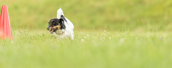 Small Jack Russell Terrier dog runs around a pylon