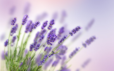 Poster - Beautiful lavender background