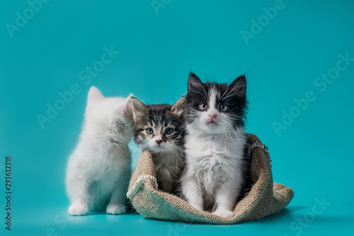 Fotografía two kittens in a sack and one next to the bag on a turquoise background